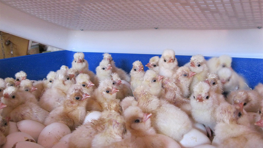 Inkubace vajec u líhně REAL